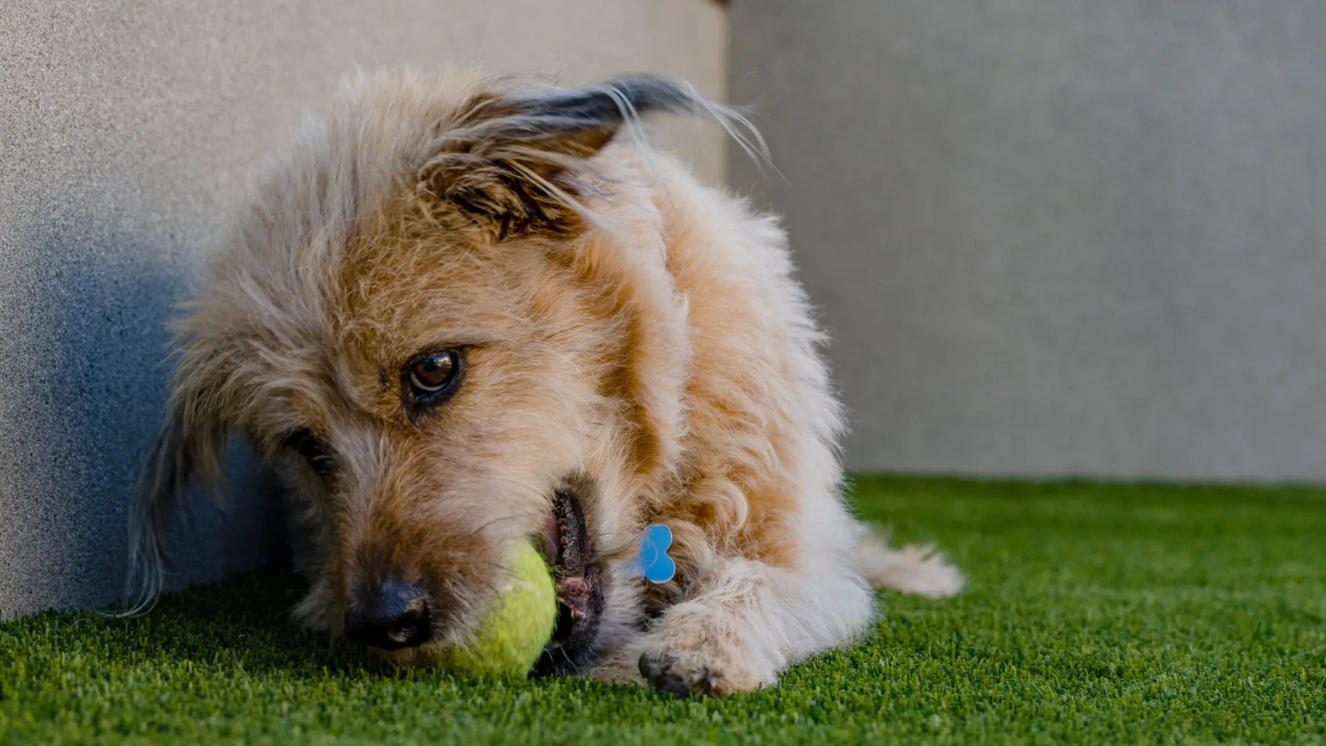 a cute doggo chewing on a ball on artificial turf