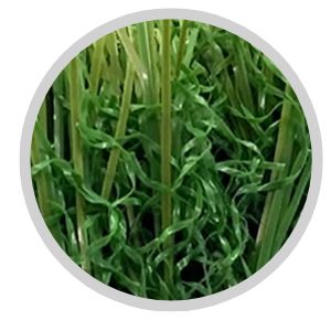 a thumbnail image of the LXR Pro 73s product, available at Artificial Turf Supply