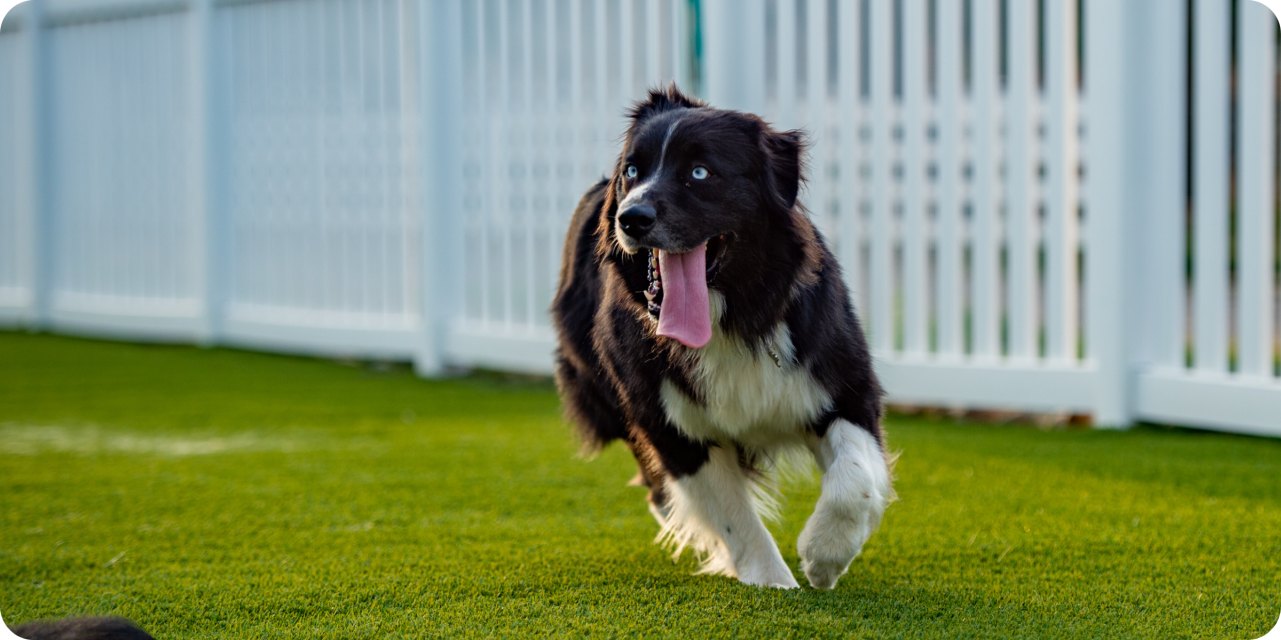 Artificial Turf for Dogs & Pets
