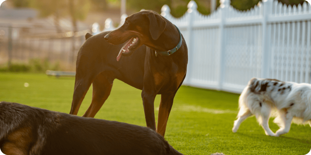 artificial grass for dogs & pets
