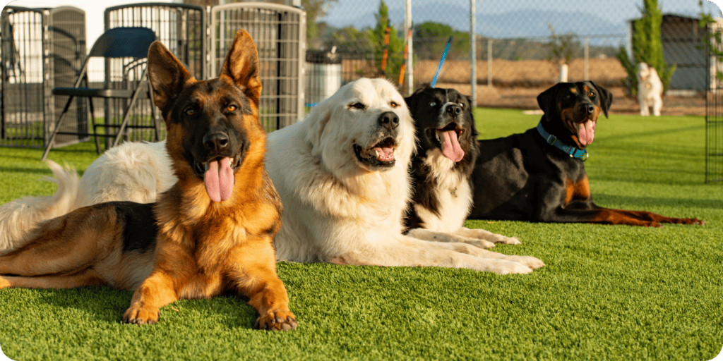 artificial grass in a dog park